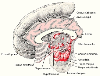 LimbischesSystemVorlesungUniSB